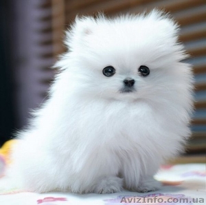 щенки Померанского шпица