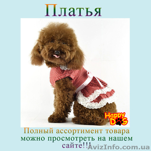 Одежда для собак, Обувь для собак, Аксессуары для собак - <ro>Изображение</ro><ru>Изображение</ru> #1, <ru>Объявление</ru> #1202079