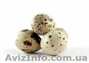 Реализуем отборные инкубационные яйца перепелов  - <ro>Изображение</ro><ru>Изображение</ru> #2, <ru>Объявление</ru> #1252790