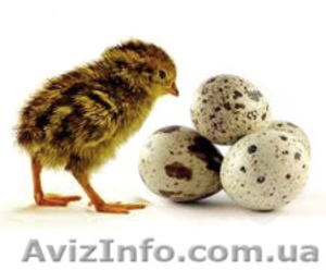 Реализуем отборные инкубационные яйца перепелов  - <ro>Изображение</ro><ru>Изображение</ru> #3, <ru>Объявление</ru> #1252790