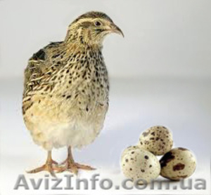 Реализуем отборные инкубационные яйца перепелов  - <ro>Изображение</ro><ru>Изображение</ru> #4, <ru>Объявление</ru> #1252790