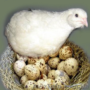 Реализуем отборные инкубационные яйца перепелов  - <ro>Изображение</ro><ru>Изображение</ru> #5, <ru>Объявление</ru> #1252790