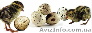 Реализуем отборные инкубационные яйца перепелов  - <ro>Изображение</ro><ru>Изображение</ru> #1, <ru>Объявление</ru> #1252790