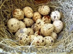 Реализуем отборные инкубационные яйца перепелов  - <ro>Изображение</ro><ru>Изображение</ru> #6, <ru>Объявление</ru> #1252790