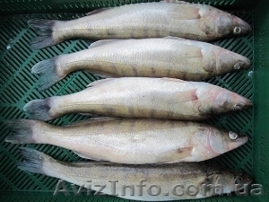 Куплю живу,  морожену та охолоджену рибу гуртом. 