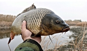 Живая товарная рыба: карп (зеркальный), белый амур, толстолоб. - <ro>Изображение</ro><ru>Изображение</ru> #1, <ru>Объявление</ru> #1610118