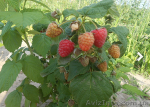 Рассада клубники 2 грн.