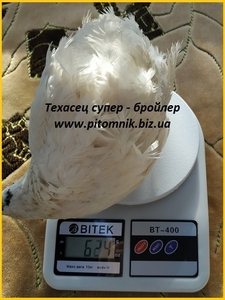 Яйца инкубационные