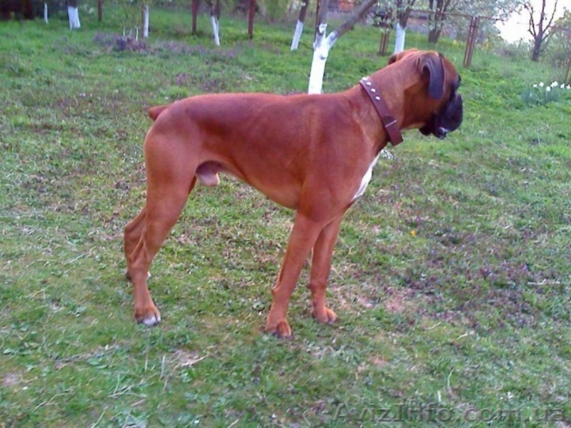 Вязка боксер c родословной - <ro>Изображение</ro><ru>Изображение</ru> #2, <ru>Объявление</ru> #111111