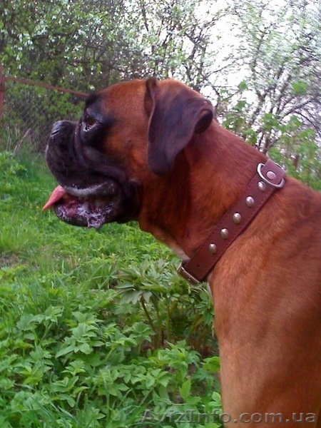 Вязка боксер c родословной - <ro>Изображение</ro><ru>Изображение</ru> #1, <ru>Объявление</ru> #111111