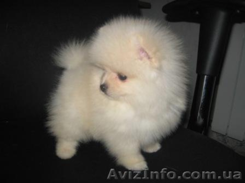 Померанский Шпиц, КСУ, Доставка по Украине. - <ro>Изображение</ro><ru>Изображение</ru> #2, <ru>Объявление</ru> #124309