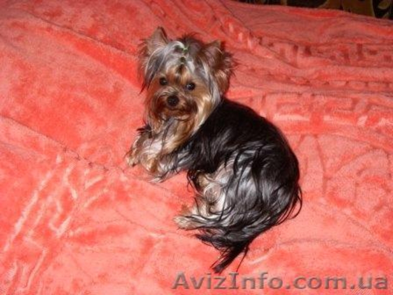 Элитные  Щеночки Йоркширского терьера/КСУ - <ro>Изображение</ro><ru>Изображение</ru> #1, <ru>Объявление</ru> #150666