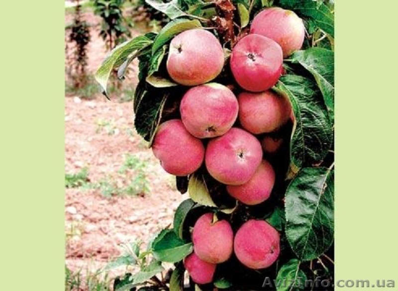 Саженцы колоновидных плодовых деревьев - <ro>Изображение</ro><ru>Изображение</ru> #4, <ru>Объявление</ru> #162867