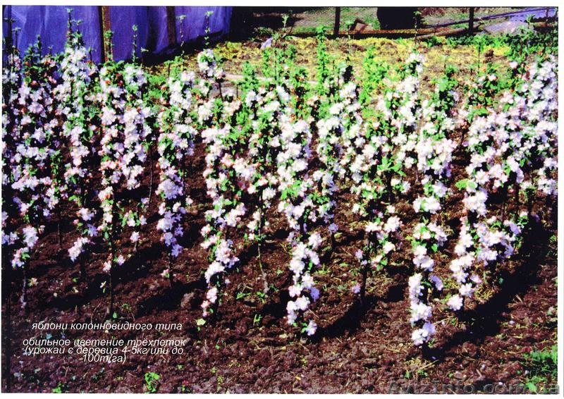 Саженцы колоновидных плодовых деревьев - <ro>Изображение</ro><ru>Изображение</ru> #3, <ru>Объявление</ru> #162867