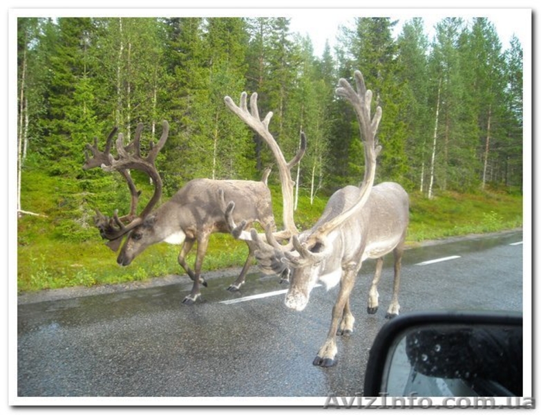 Сборщик ягод в Швеции - <ro>Изображение</ro><ru>Изображение</ru> #2, <ru>Объявление</ru> #173293