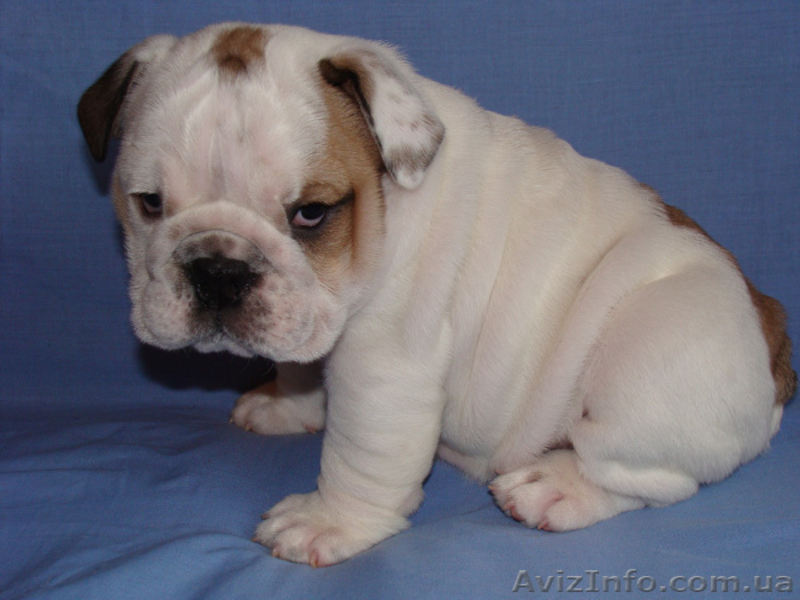 английский бульдог 2011 - <ro>Изображение</ro><ru>Изображение</ru> #3, <ru>Объявление</ru> #241220