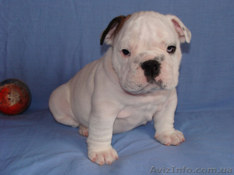 английский бульдог 2011 - <ro>Изображение</ro><ru>Изображение</ru> #2, <ru>Объявление</ru> #241220