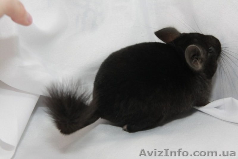 Продам шиншилу Хмельницкий - <ro>Изображение</ro><ru>Изображение</ru> #1, <ru>Объявление</ru> #274225