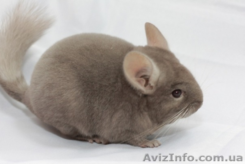 Продам шиншилу Хмельницкий - <ro>Изображение</ro><ru>Изображение</ru> #3, <ru>Объявление</ru> #274225