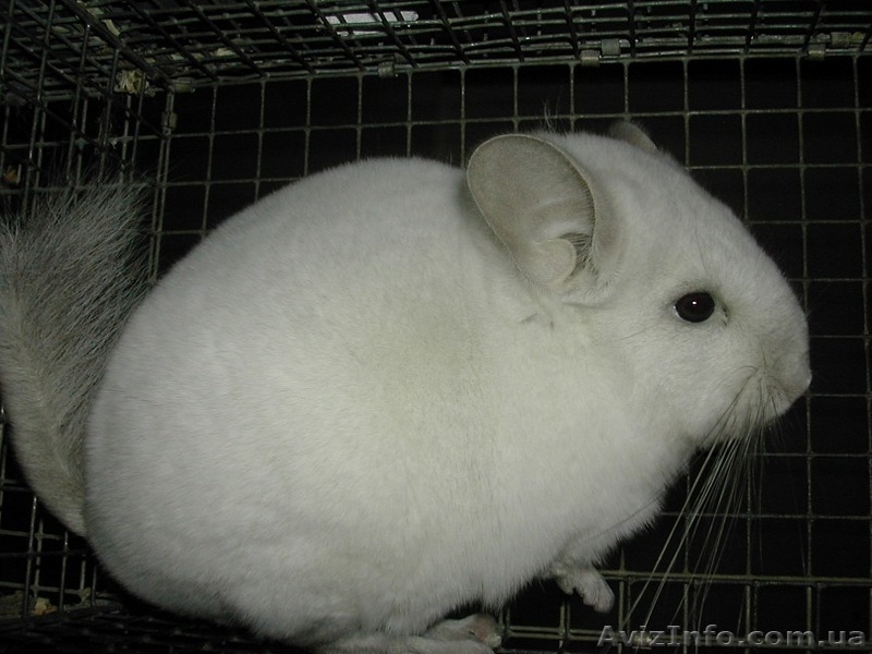Продам шиншилу Хмельницкий - <ro>Изображение</ro><ru>Изображение</ru> #2, <ru>Объявление</ru> #274225