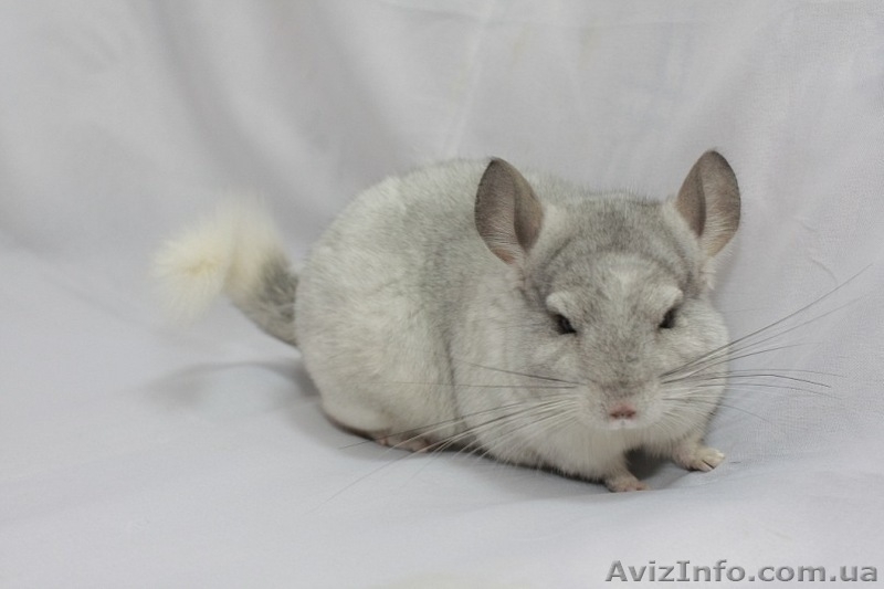 Продам шиншилу Хмельницкий - <ro>Изображение</ro><ru>Изображение</ru> #4, <ru>Объявление</ru> #274225
