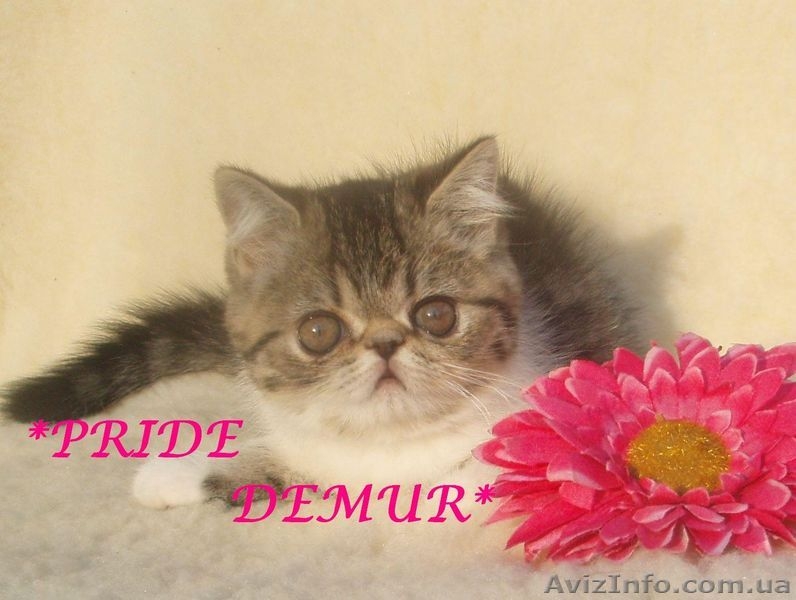 Продается экзоточка-красоточка - <ro>Изображение</ro><ru>Изображение</ru> #1, <ru>Объявление</ru> #292240