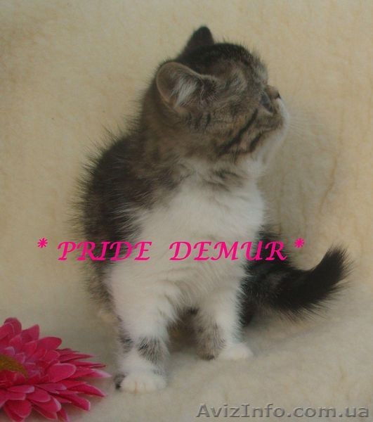 Продается экзоточка-красоточка - <ro>Изображение</ro><ru>Изображение</ru> #2, <ru>Объявление</ru> #292240