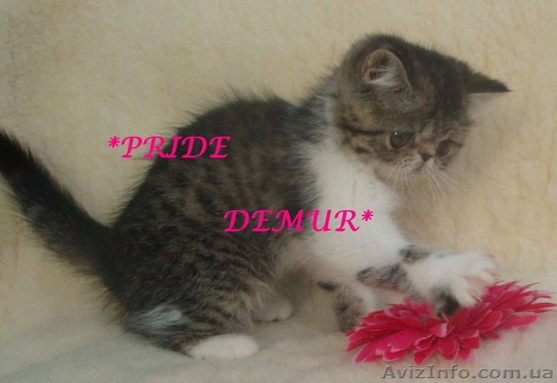 Продается экзоточка-красоточка - <ro>Изображение</ro><ru>Изображение</ru> #3, <ru>Объявление</ru> #292240