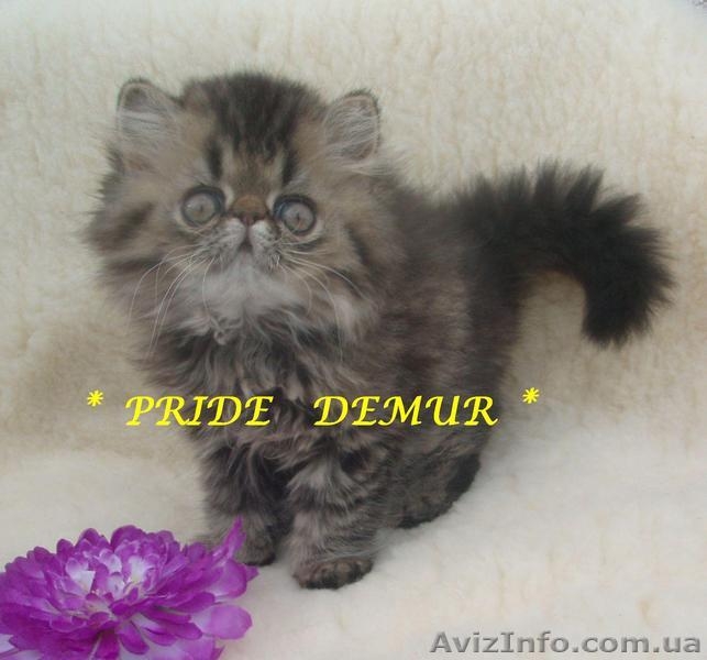 Продаются персидские котики-муркотики из питомника - <ro>Изображение</ro><ru>Изображение</ru> #1, <ru>Объявление</ru> #292226