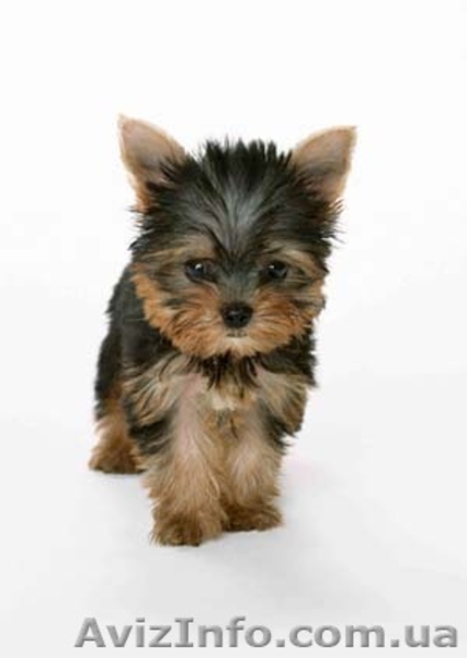 Щенки Йорка отличного качества  - <ro>Изображение</ro><ru>Изображение</ru> #1, <ru>Объявление</ru> #339495