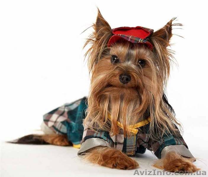 Щенки Йорка отличного качества  - <ro>Изображение</ro><ru>Изображение</ru> #2, <ru>Объявление</ru> #339495
