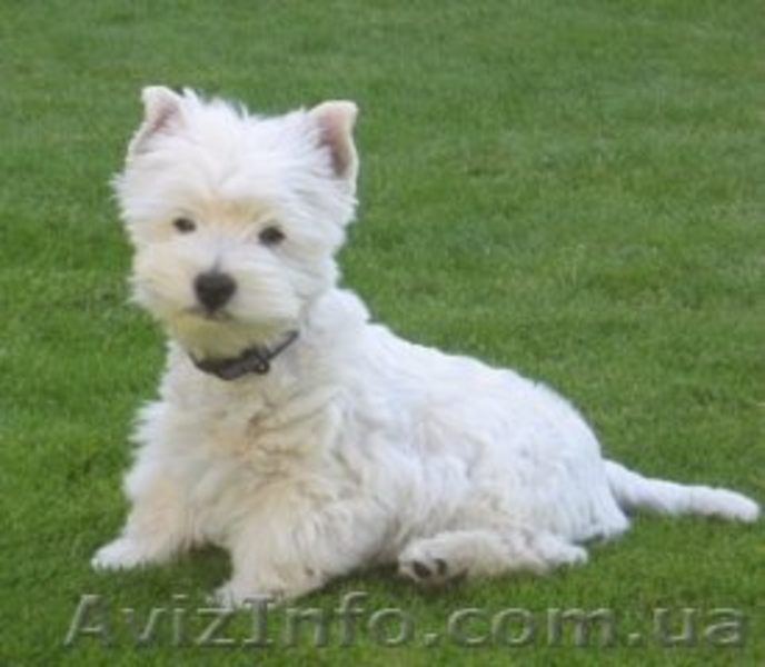 Белоснежные щенки Вест-хайленд-уайт-терьер (Вести) - <ro>Изображение</ro><ru>Изображение</ru> #1, <ru>Объявление</ru> #339489