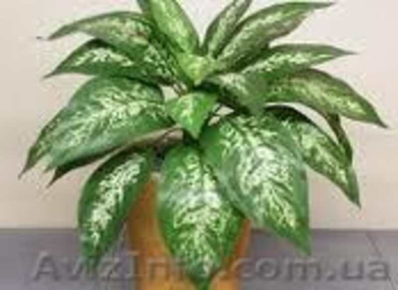 Постоянная продажа саженцев и взрослых комнатных растений от 15 грн - <ro>Изображение</ro><ru>Изображение</ru> #3, <ru>Объявление</ru> #386948