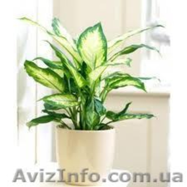 Постоянная продажа саженцев и взрослых комнатных растений от 15 грн - <ro>Изображение</ro><ru>Изображение</ru> #4, <ru>Объявление</ru> #386948