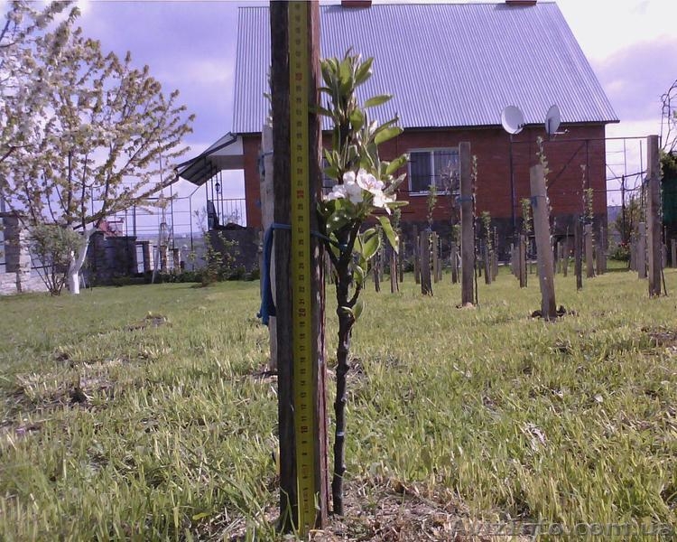 Саженцы колоновидных плодовых деревьев - <ro>Изображение</ro><ru>Изображение</ru> #7, <ru>Объявление</ru> #162867