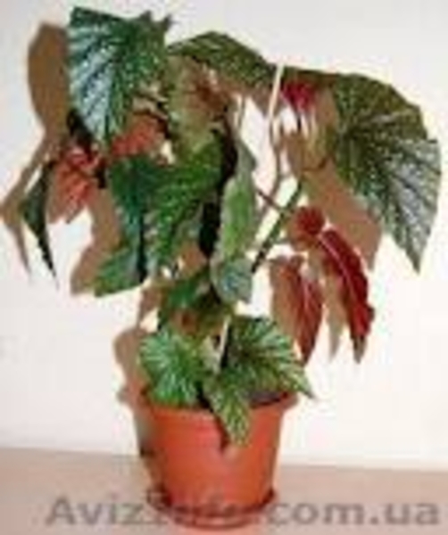 Постоянная продажа саженцев и взрослых комнатных растений от 15 грн - <ro>Изображение</ro><ru>Изображение</ru> #5, <ru>Объявление</ru> #386948