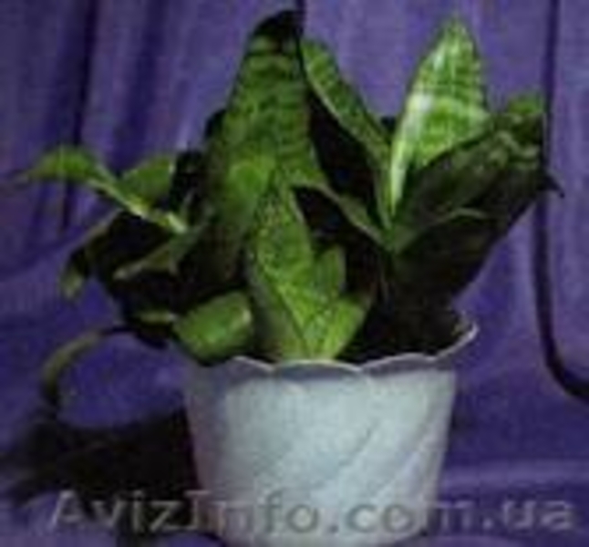 Постоянная продажа саженцев и взрослых комнатных растений от 15 грн - <ro>Изображение</ro><ru>Изображение</ru> #10, <ru>Объявление</ru> #386948