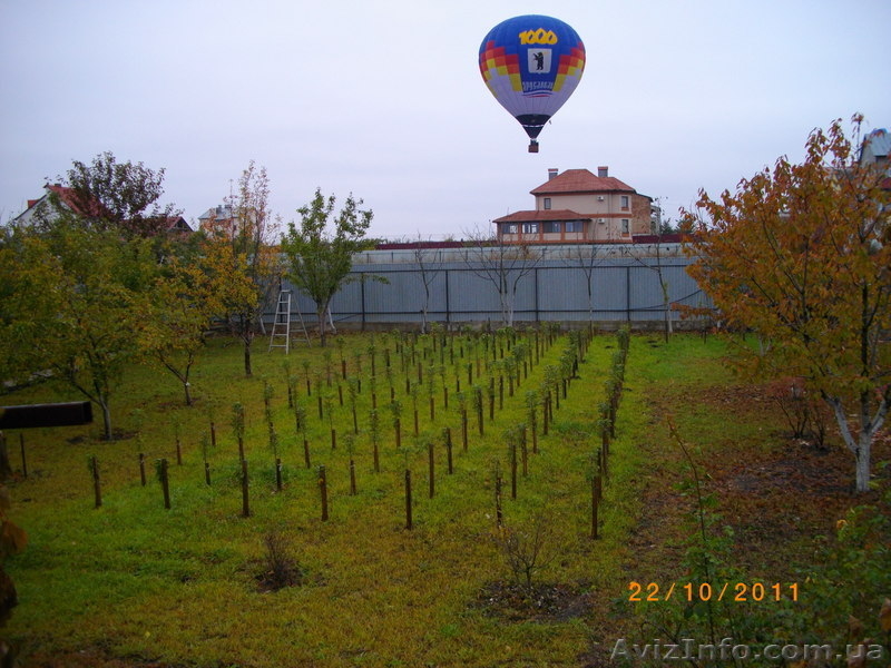Саженцы колоновидных плодовых деревьев - <ro>Изображение</ro><ru>Изображение</ru> #6, <ru>Объявление</ru> #162867