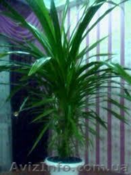 Постоянная продажа саженцев и взрослых комнатных растений от 15 грн - <ro>Изображение</ro><ru>Изображение</ru> #9, <ru>Объявление</ru> #386948