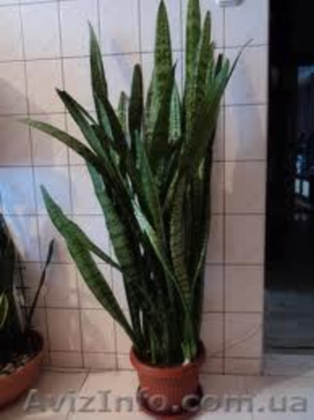 Постоянная продажа саженцев и взрослых комнатных растений от 15 грн - <ro>Изображение</ro><ru>Изображение</ru> #8, <ru>Объявление</ru> #386948