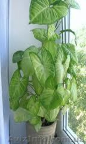 Постоянная продажа саженцев и взрослых комнатных растений от 15 грн - <ro>Изображение</ro><ru>Изображение</ru> #7, <ru>Объявление</ru> #386948