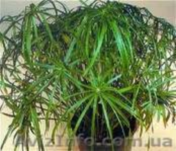 Постоянная продажа саженцев и взрослых комнатных растений от 15 грн - <ro>Изображение</ro><ru>Изображение</ru> #6, <ru>Объявление</ru> #386948