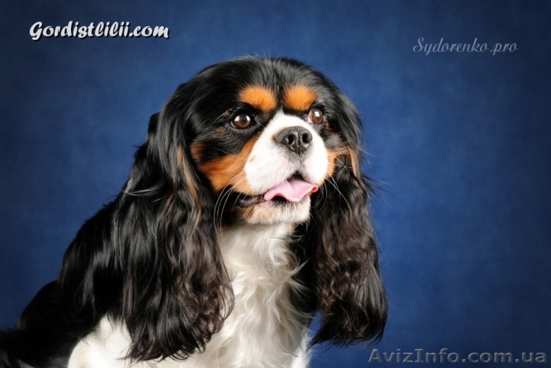 кавалер кинг чарльз спаниель - <ro>Изображение</ro><ru>Изображение</ru> #3, <ru>Объявление</ru> #495073