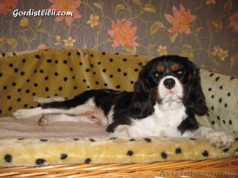 кавалер кинг чарльз спаниель - <ro>Изображение</ro><ru>Изображение</ru> #4, <ru>Объявление</ru> #495073