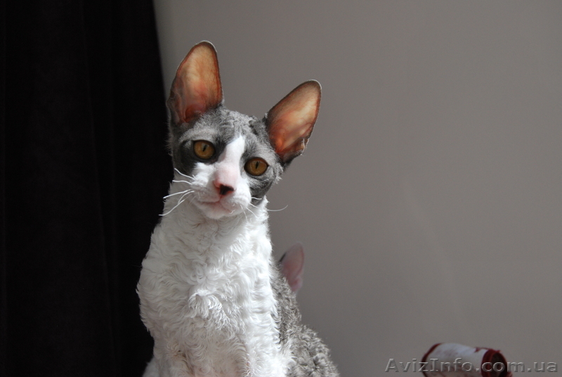 корниш рекс породистые котята - <ro>Изображение</ro><ru>Изображение</ru> #1, <ru>Объявление</ru> #596021