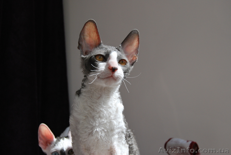 корниш рекс породистые котята - <ro>Изображение</ro><ru>Изображение</ru> #3, <ru>Объявление</ru> #596021