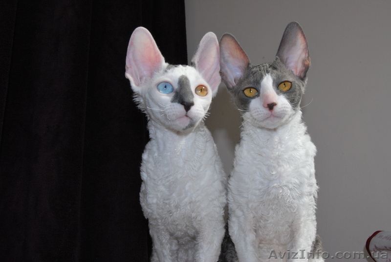корниш рекс породистые котята - <ro>Изображение</ro><ru>Изображение</ru> #4, <ru>Объявление</ru> #596021