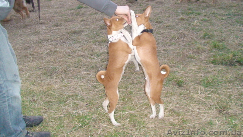 басенджи-африканский молчун - <ro>Изображение</ro><ru>Изображение</ru> #3, <ru>Объявление</ru> #624625