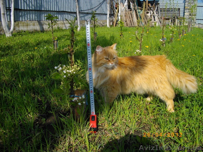 Саженцы колоновидных плодовых деревьев - <ro>Изображение</ro><ru>Изображение</ru> #8, <ru>Объявление</ru> #162867