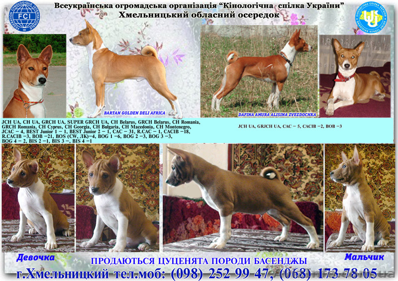 басенджи-африканский молчун - <ro>Изображение</ro><ru>Изображение</ru> #2, <ru>Объявление</ru> #624625